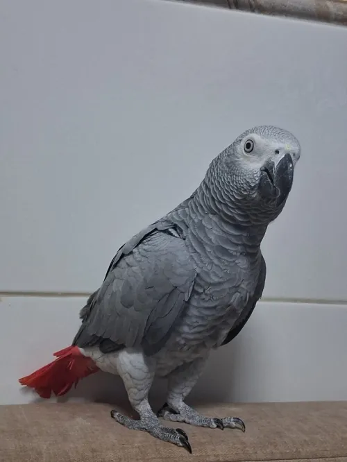 Perroquet Gabonai Dressé 1,5ans