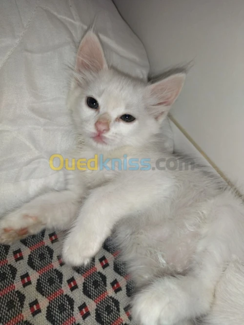 Chats angora Turk 50 jours 