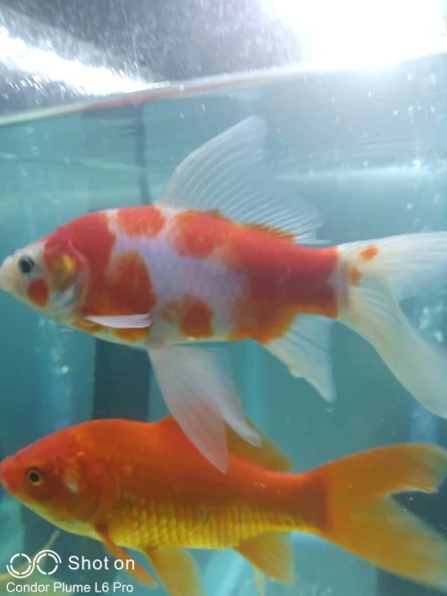 Aquarium plasma 80cm avec accessoires et 10 poissons Koi