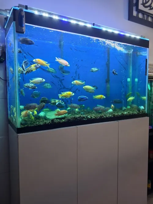 Aquarium avec meuble 100x55x30cm 