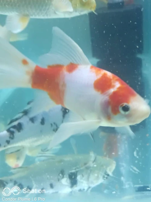 Aquarium plasma 80cm avec accessoires et 10 poissons Koi