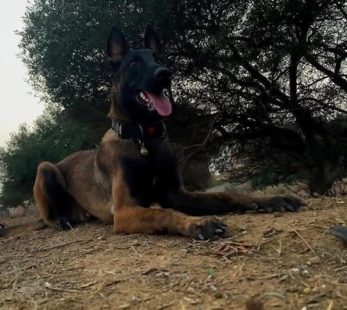 Couple malinois 