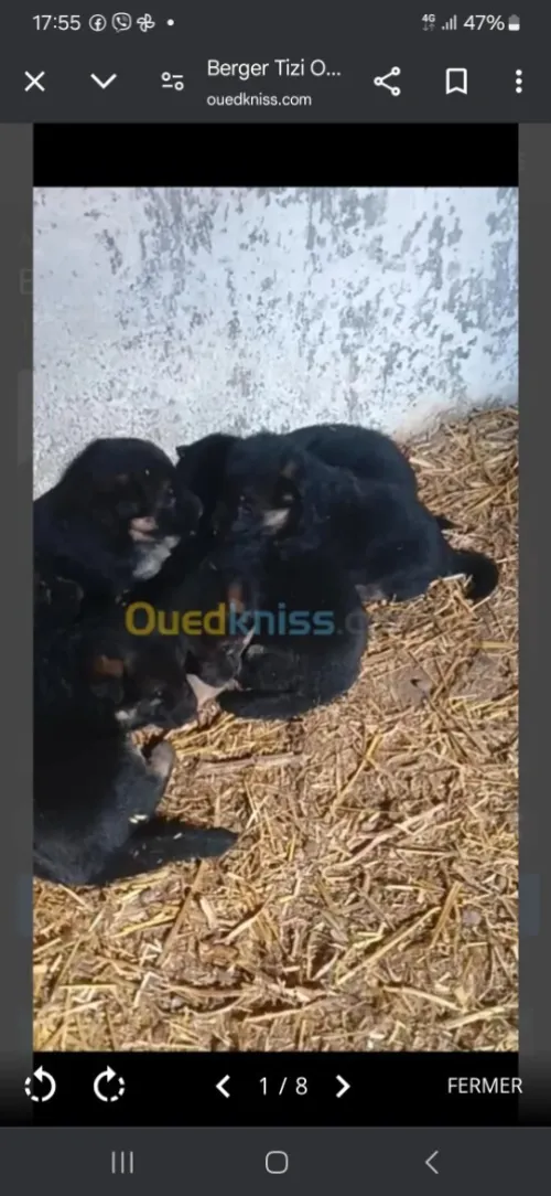 Femmel berger allemand pedigree 