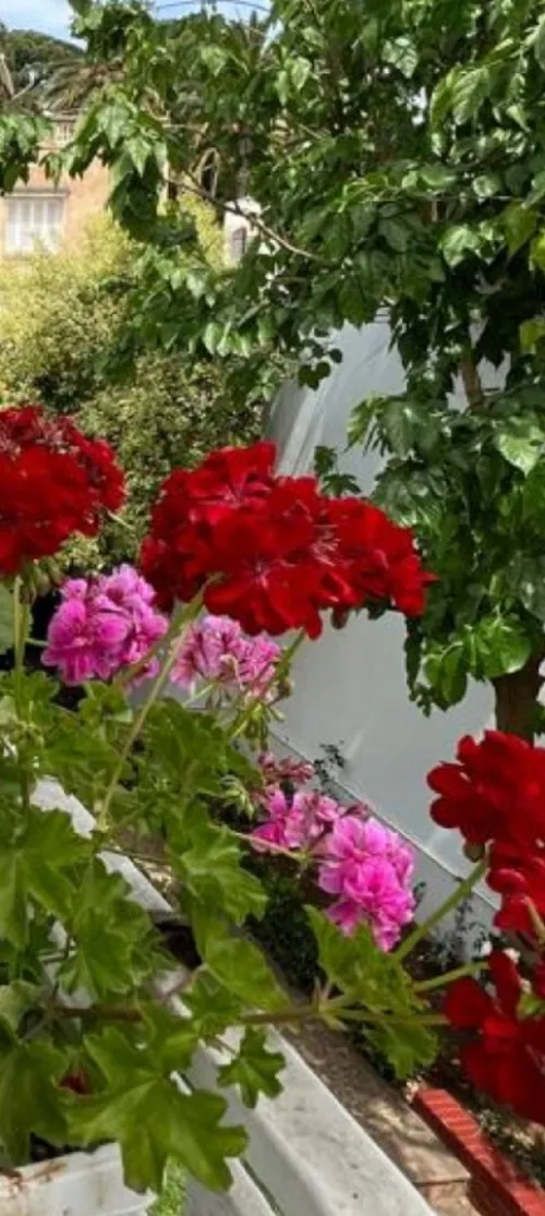 Vente Villa Alger Ben aknoun