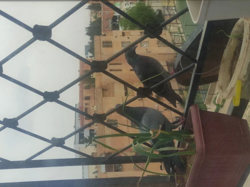 Vente Appartement F4 Djelfa Djelfa