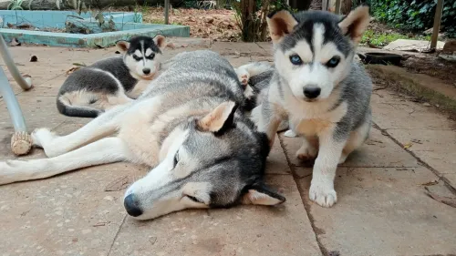 Husky