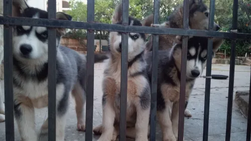 Husky