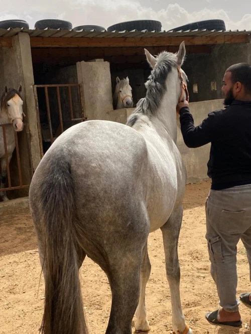 حصان عربي بربري اصيل للبيع ، ماشاء الله