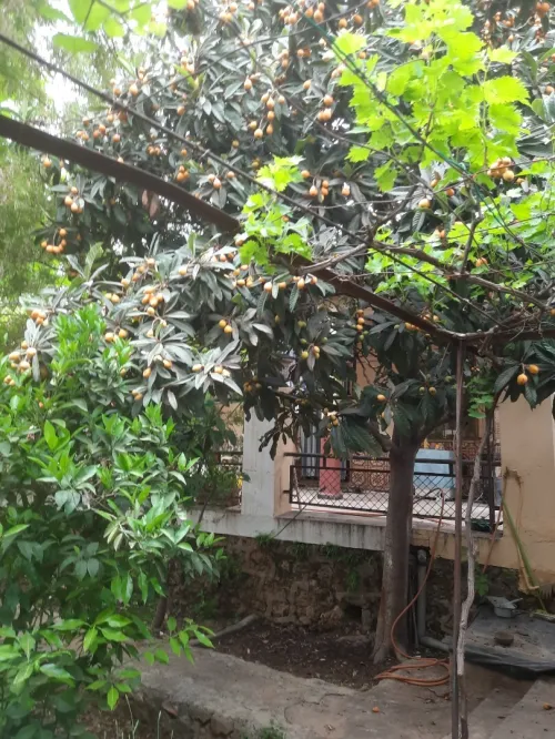 Vente Villa Aïn Defla Miliana