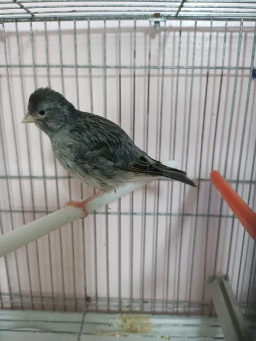 Canari 2m/2f