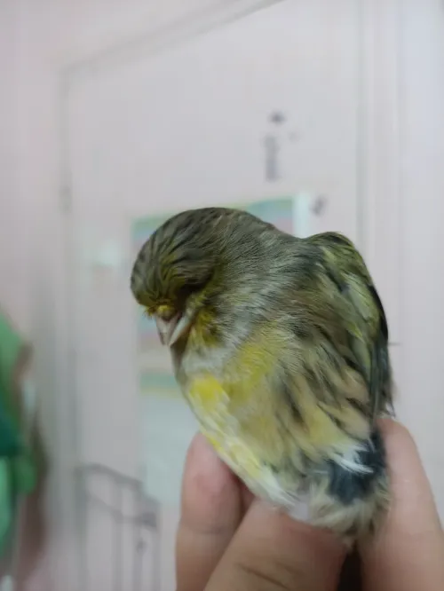 Canari 2m/2f