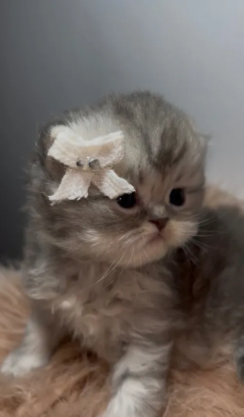 Chat persan