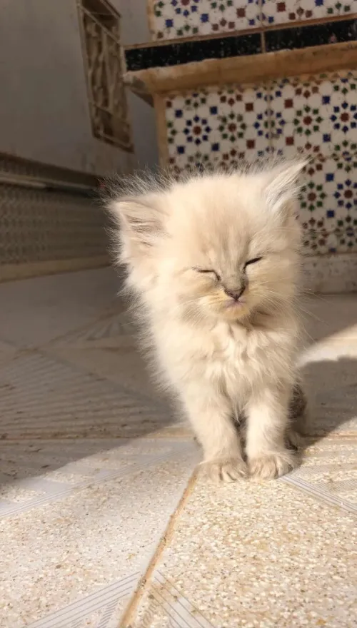 deux chat persan