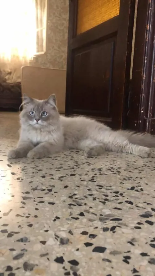 deux chat persan