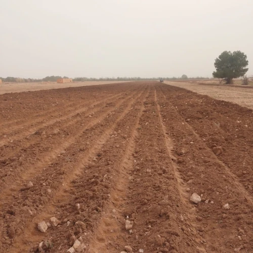 Vente Terrain Agricole Tiaret Ksar chellala