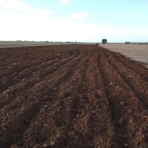 Vente Terrain Agricole Tiaret Ksar chellala