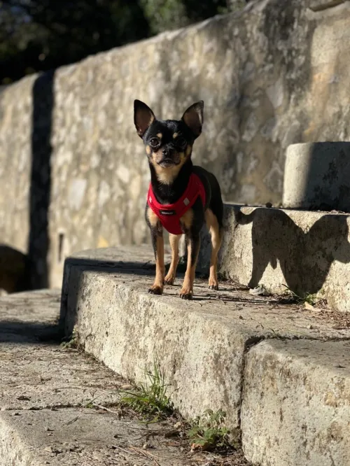 Chihuahua pure race disponible pour accouplement
