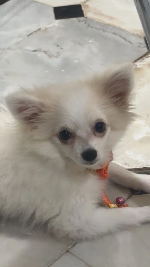Spitz à vendre 