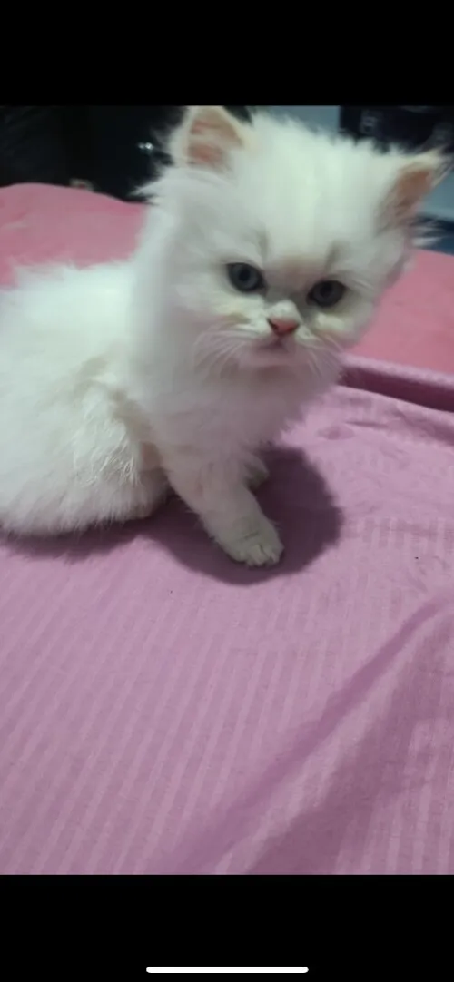Chatonne Persane 3 mois à vendre 