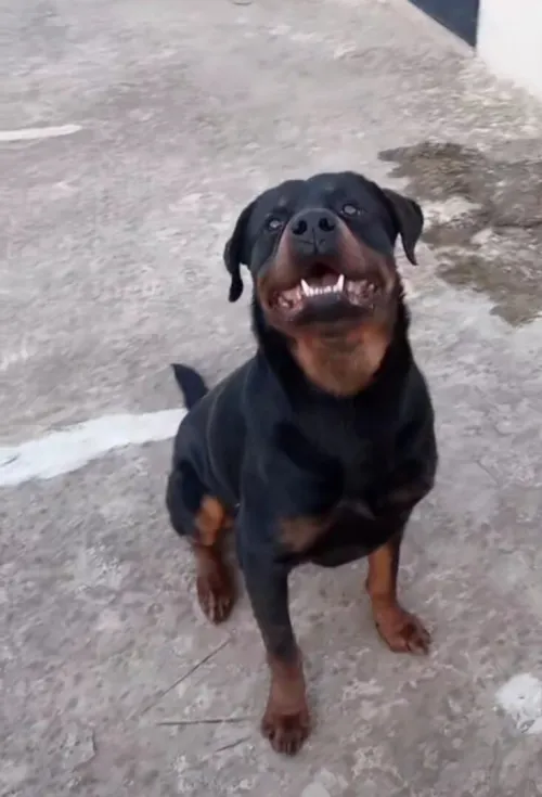 Rottweiler