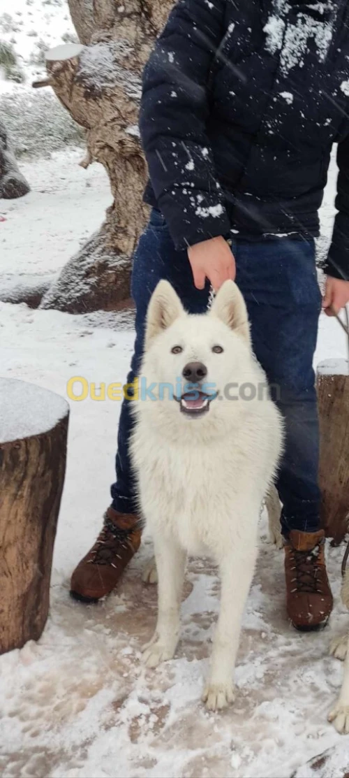 chiens husky mâle et femelle ***Affaire***