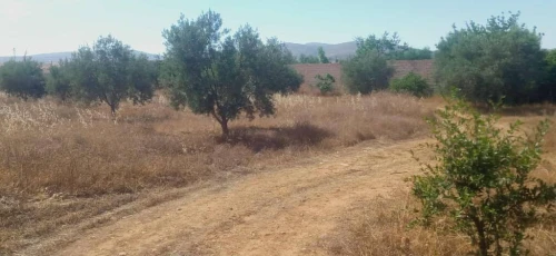 Vente Terrain Agricole Tlemcen Ouled mimoun 3