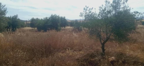 Vente Terrain Agricole Tlemcen Ouled mimoun 8