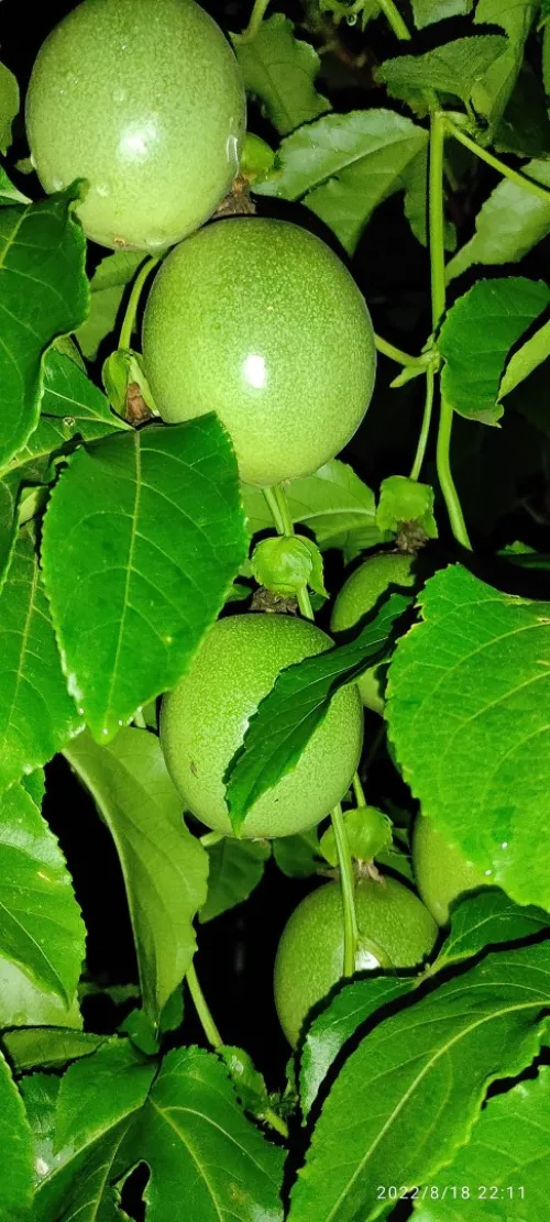 Fruit de la passion