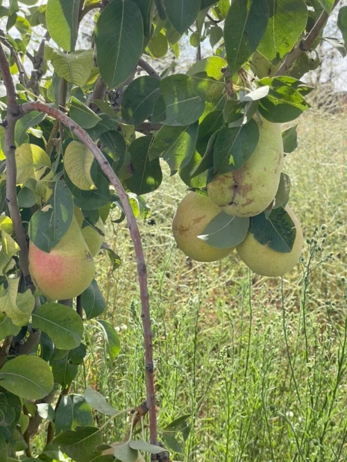 Vente Terrain Agricole Djelfa Djelfa