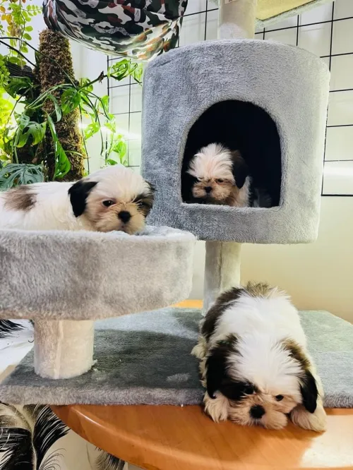 Chytzu 