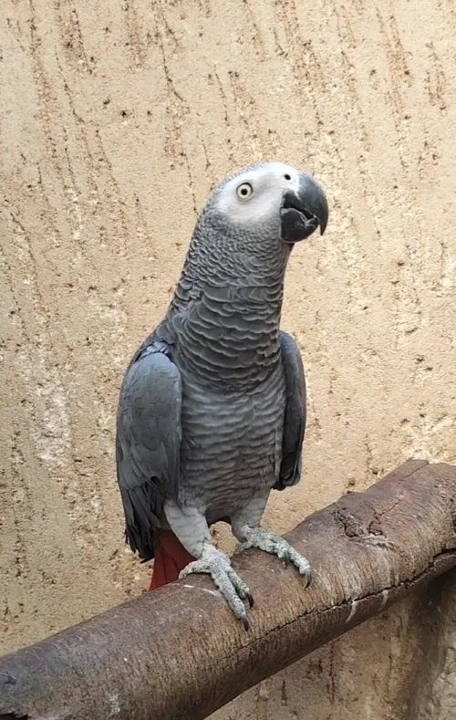 GABONAIS 