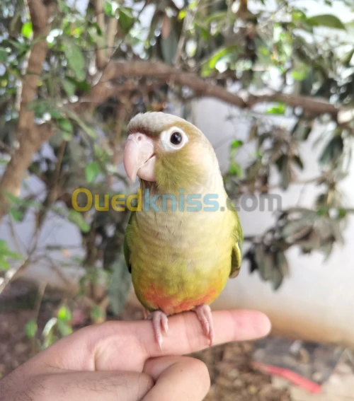Conure Ananas 