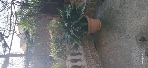 Location Appartement Niveau de villa F3 Alger Cheraga