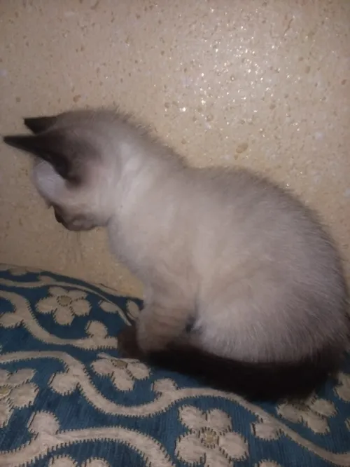 سيامو قط