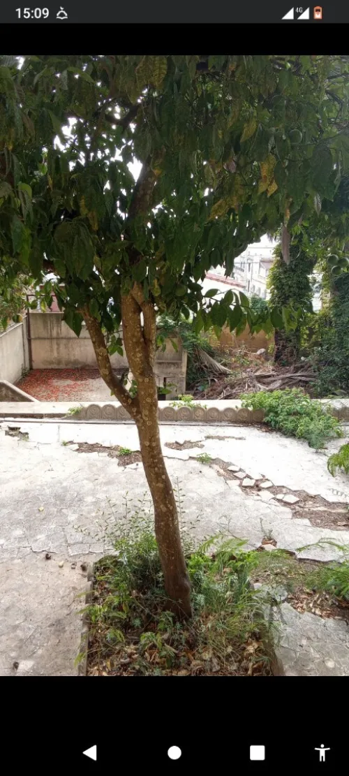 Vente Villa Alger Bouzareah