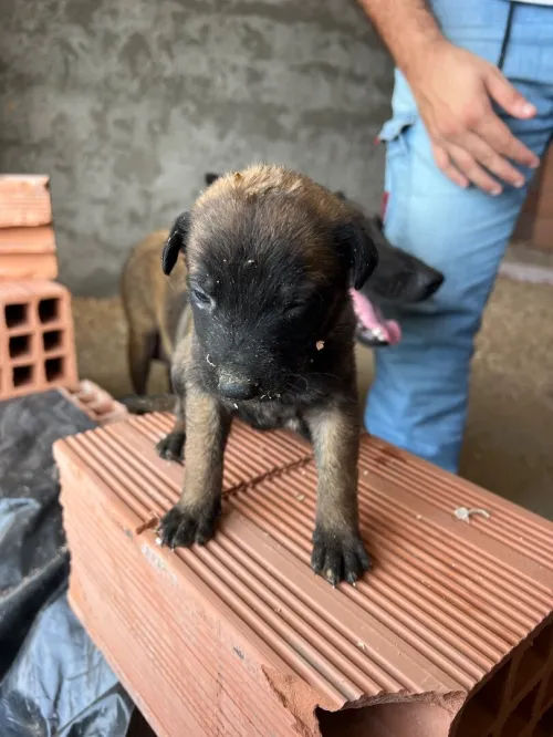 Chiot malinois 