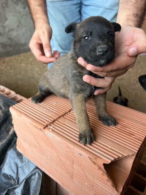 Chiot malinois 