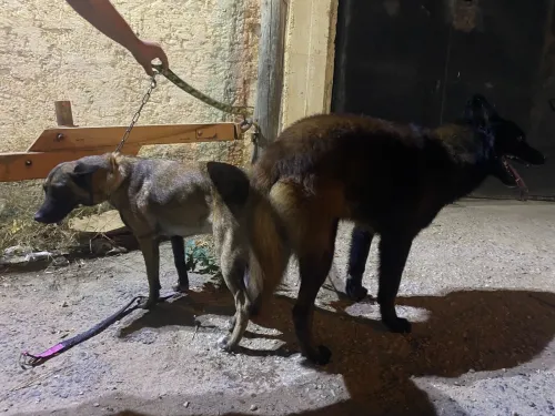Chiot malinois 