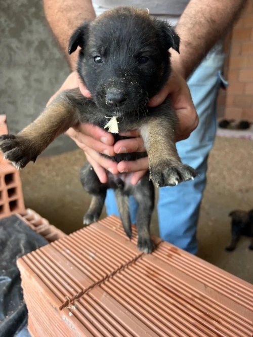 Chiot malinois 