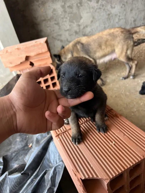 Chiot malinois 