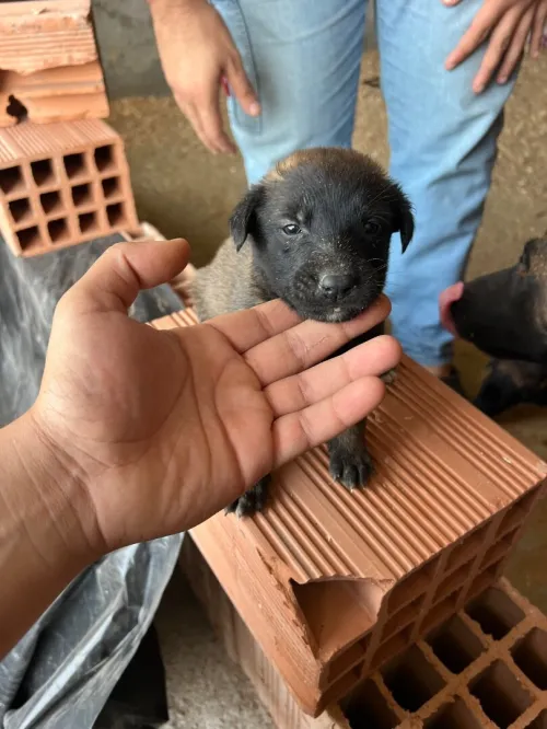 Chiot malinois 