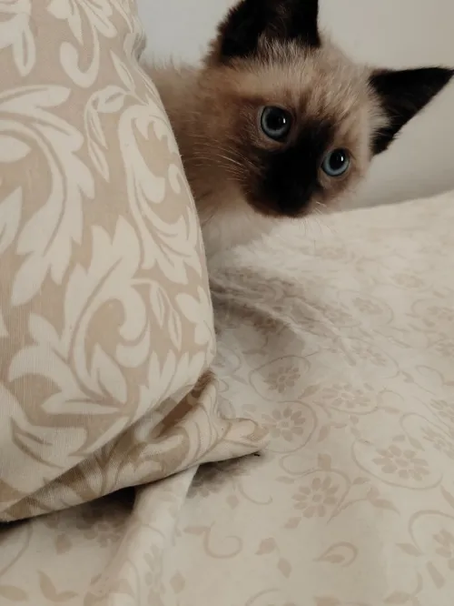 Chat siamois