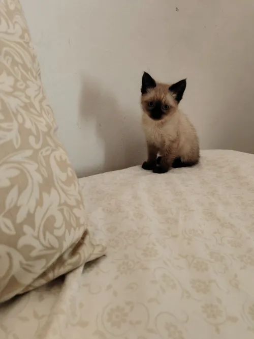 Chat siamois