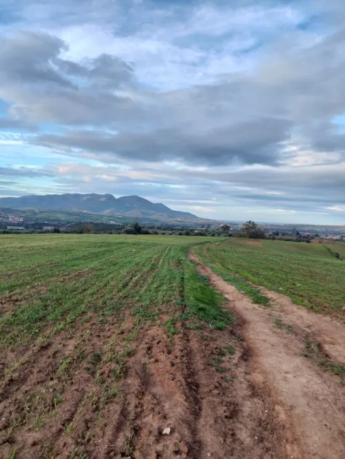 Vente Terrain Agricole Tipaza Meurad