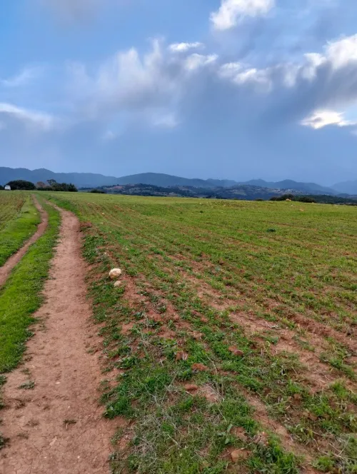 Vente Terrain Agricole Tipaza Meurad