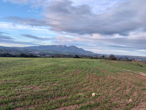 Vente Terrain Agricole Tipaza Meurad