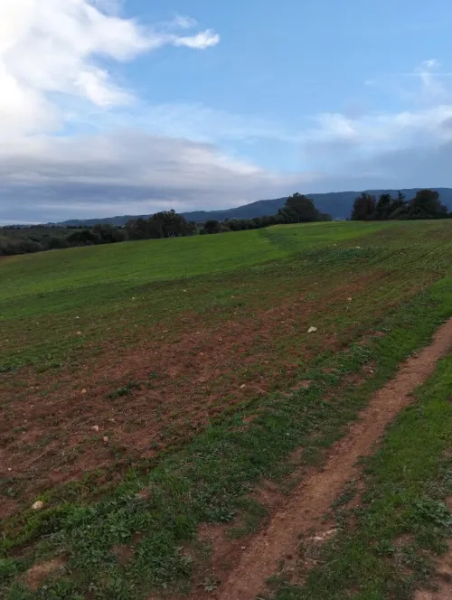 Vente Terrain Agricole Tipaza Meurad