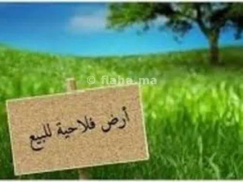 Vente Terrain Agricole Tipaza Sidi amar