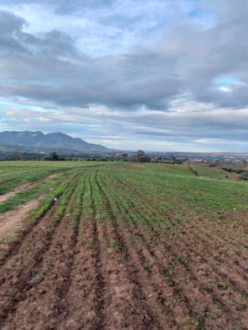Vente Terrain Agricole Tipaza Meurad