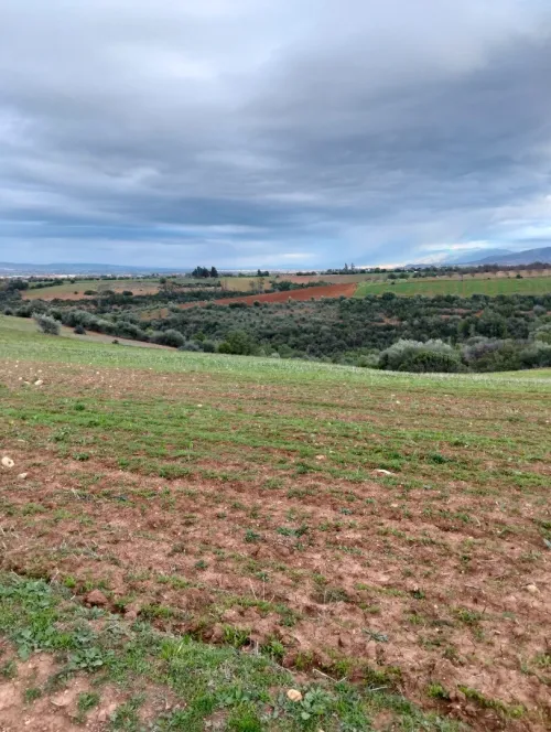 Vente Terrain Agricole Tipaza Meurad